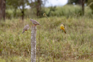Two Scaled Doves Birds and a Tropical Kingbird Bird