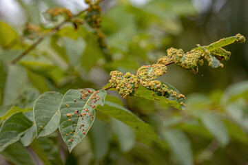 plant leaves full of galls caused by mites