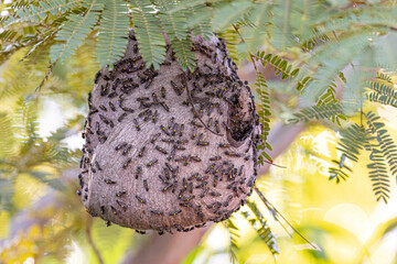 Nest of Long-waisted Honey Wasps