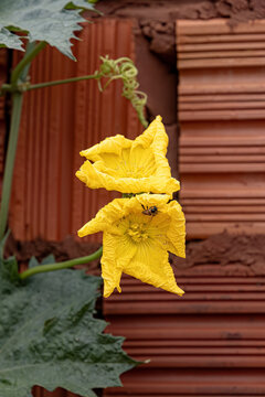 Sponge Gourd Yellow Flower