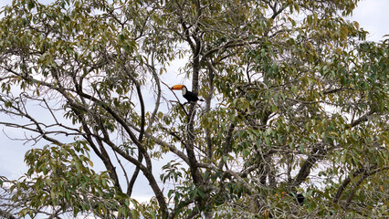 adult toco toucans
