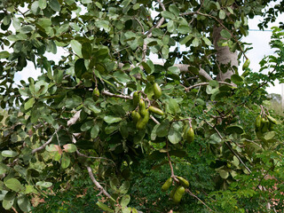 Plant Stinkingtoe Tree