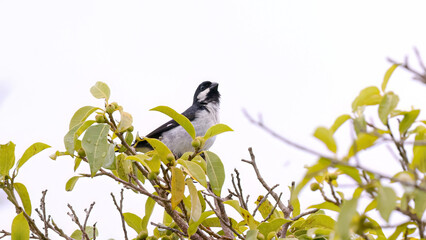 Lined Seedeater Bird