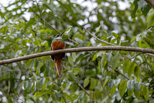 Animal Rufous-tailed Jacamar Bird
