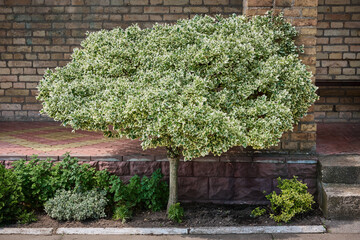Fortune Euonymus silver queen on a trunk. Euonymus fortunei winter creeper or spindle tree. - 793608997
