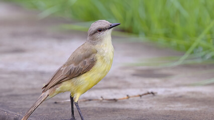 Adult Cattle Tyrant Bird
