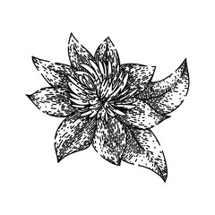 vine clematis hand drawn. purple pink, blue climbing, plant bloom vine clematis vector sketch. isolated black illustration