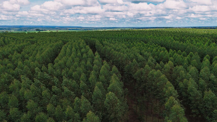 cultivation of eucalyptus trees