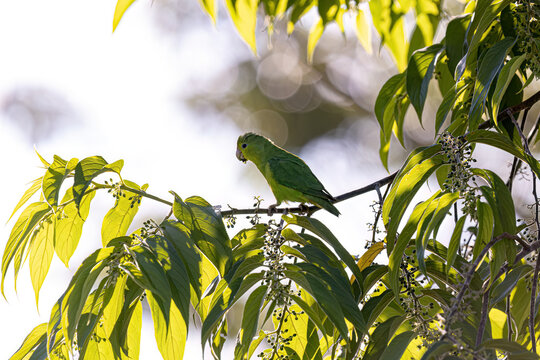 Animal Female Cobalt rumped Parrotlet Bird