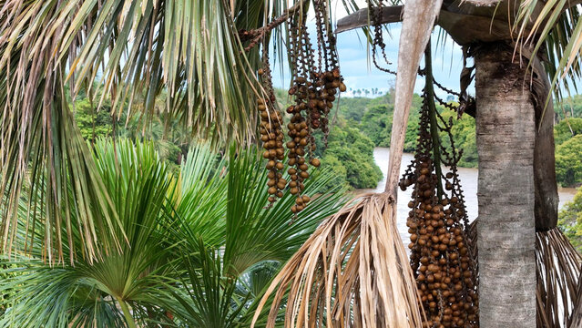 fruits of the buriti palm tree