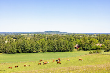 View at a beautiful rural landscape with grazing cows on a meadow - 793611708