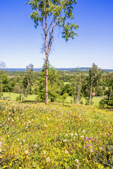 Wildflowers in bloom on a meadow and a beautiful landscape view - 793611709