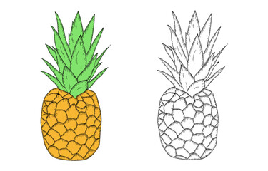 pineapple fruit sketch hand drawn vector illustration.
