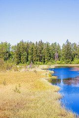 Lake at a bog in a forest - 793611757