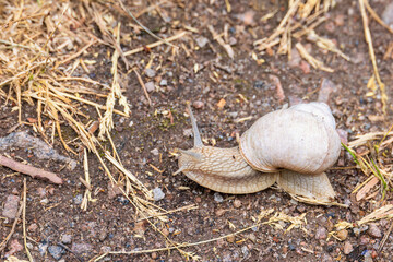 Roman snail on the ground a summer day - 793611771
