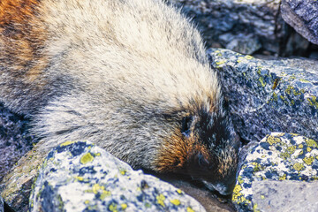 Hoary marmot searches for food among rocks - 793611788