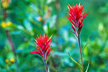 Flowering Indian paintbrush on a summer meadow