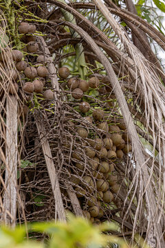 Macaw Palm Fruits