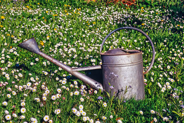 Blooming daisy flowers with a watering can at spring - 793611953