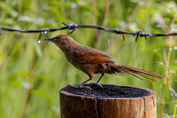 Greater Thornbird Animal
