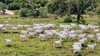 field pasture area with white cows grazing