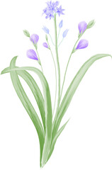 Watercolor illustration of flowers