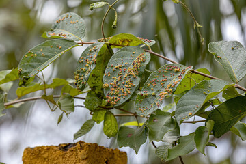 plant leaves full of galls caused by mites