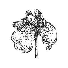 purple iris hand drawn. plant spring, colorful fragrant, iris botanical purple iris vector sketch. isolated black illustration