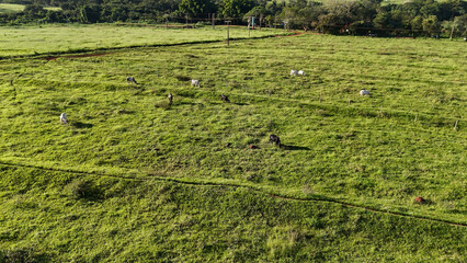 cattle cows grazing in a field in the late afternoon