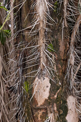 Macaw Palm Tree