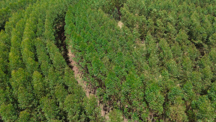 cultivation of eucalyptus trees