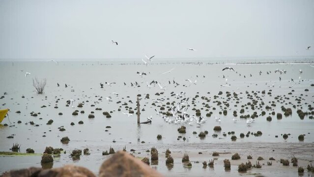 Sea birds fly by rocky shallow water by shore in cloudy Argentina