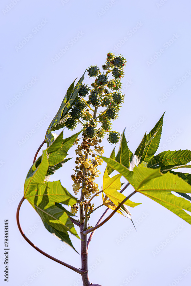 Wall mural green castor bean plant