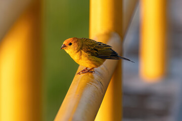Male Saffron Finch Bird