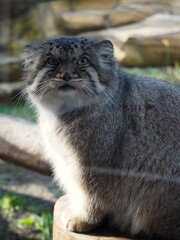 動物園のマヌルネコ