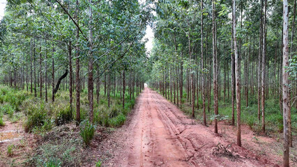cultivation of eucalyptus trees