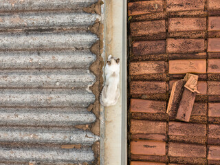 cat on house roof