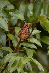 gall tumor on plant branch