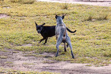 Dogs animals playing in the field