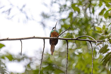 Animal Rufous-tailed Jacamar Bird