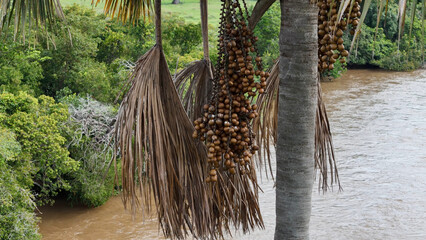 fruits of the buriti palm tree