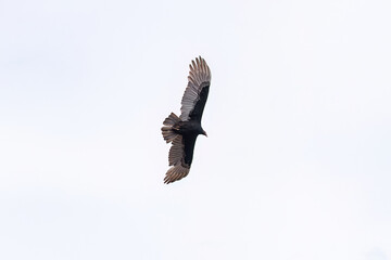 Turkey Vulture Bird