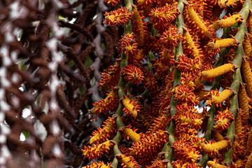 flowers of the buriti palm tree