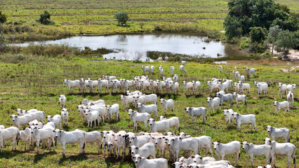 field pasture area with white cows grazing