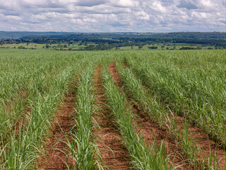 field sugar cane cultivation