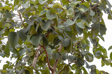 Pekea Nut Tree Leaves