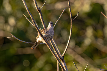 Scaled Dove Bird