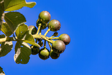 Pekea Nut Fruit