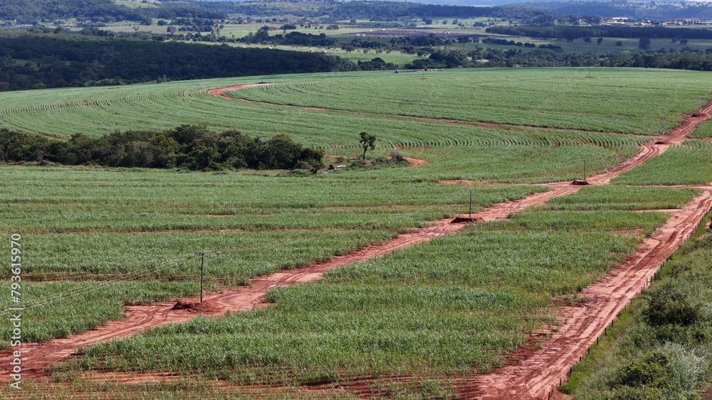 Poster field sugar cane cultivation