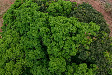 aerial image of tree top mango